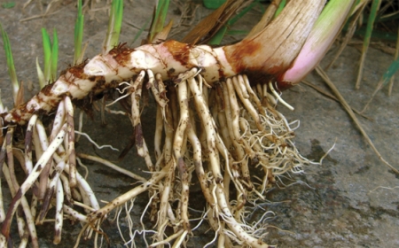 Rễ Thủy Xương Bồ - Lợi Ích Sức Khỏe Và Cách Sử Dụng Hiệu Quả