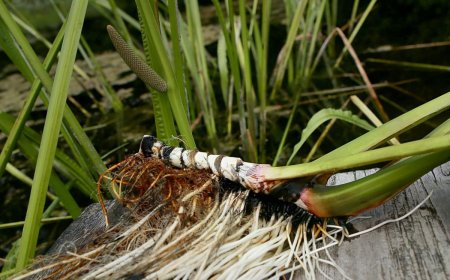 Nghiên Cứu Khoa Học Về Thạch Xương Bồ (Acorus gramineus)