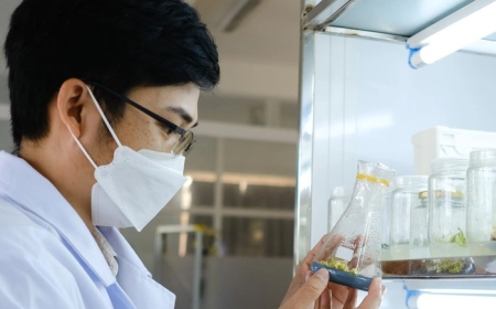 Nghiên cứu về sâm Ngọc Linh (Panax vietnamensis)