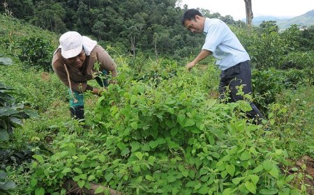 Các Loại Dược Liệu Quý Tại Việt Nam: Đặc Điểm và Giá Trị