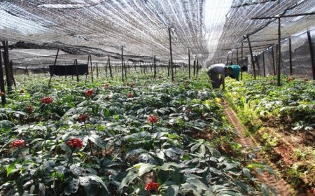 Phương Pháp Trồng Và Chăm Sóc Các Loại Dược Liệu Quý Tại Việt Nam