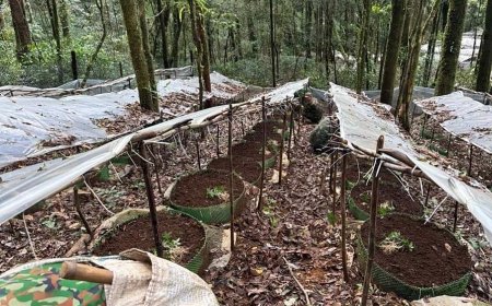 Những Thách Thức Trong Việc Bảo Tồn Và Khai Thác Dược Liệu Quý Tại Việt Nam