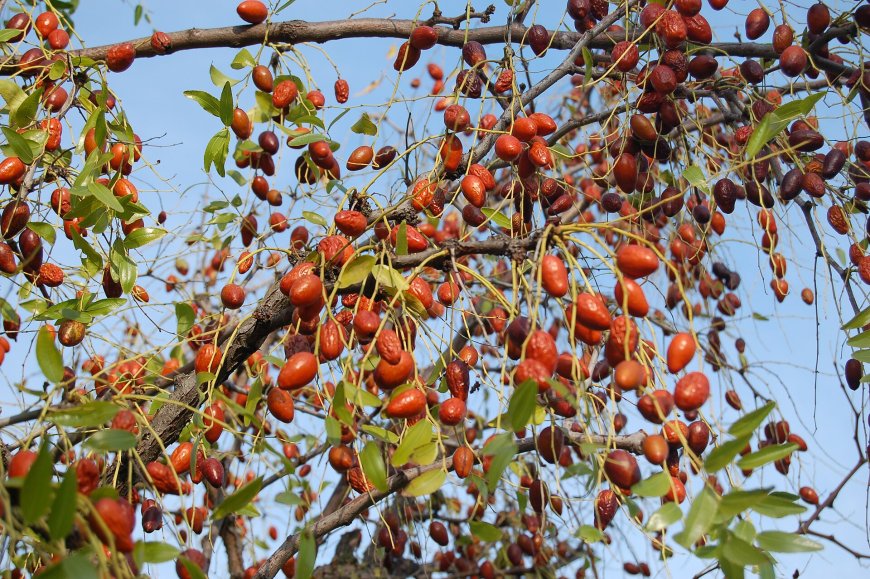 Táo ta, Táo chua, táo nhục - Ziziphus jujuba Mill. (Ziziphus mauritiana Lam.)