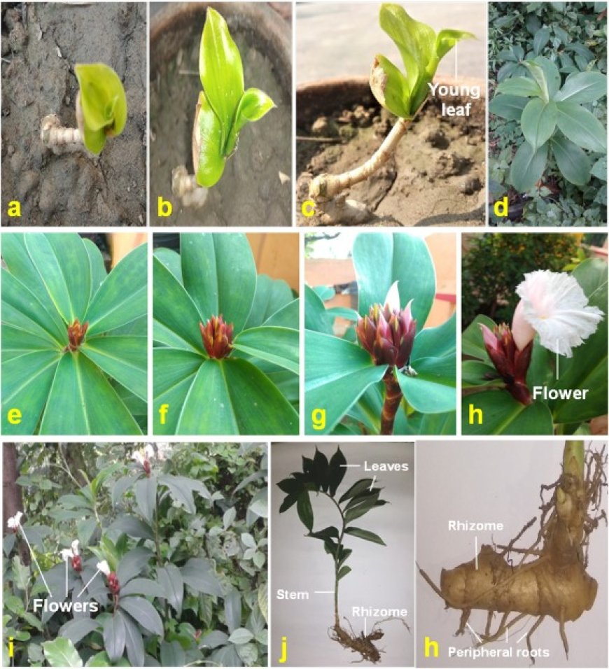 Khám Phá Công Dụng Và Cách Sử Dụng Cây Mía Dò (Cheilocostus speciosus)