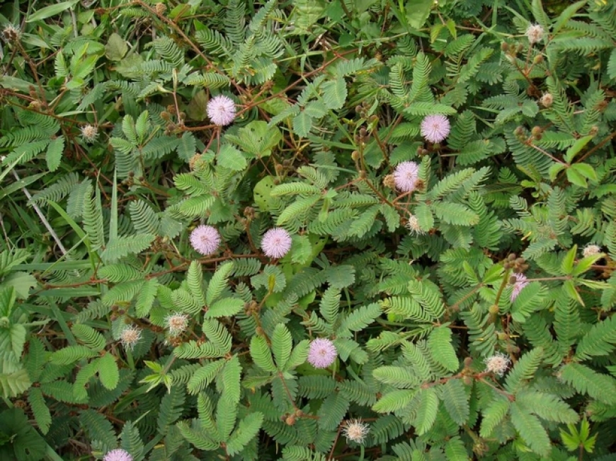 Khám Phá Tác Dụng và Bài Thuốc Từ Cây Mắc Cỡ (Mimosa pudica)