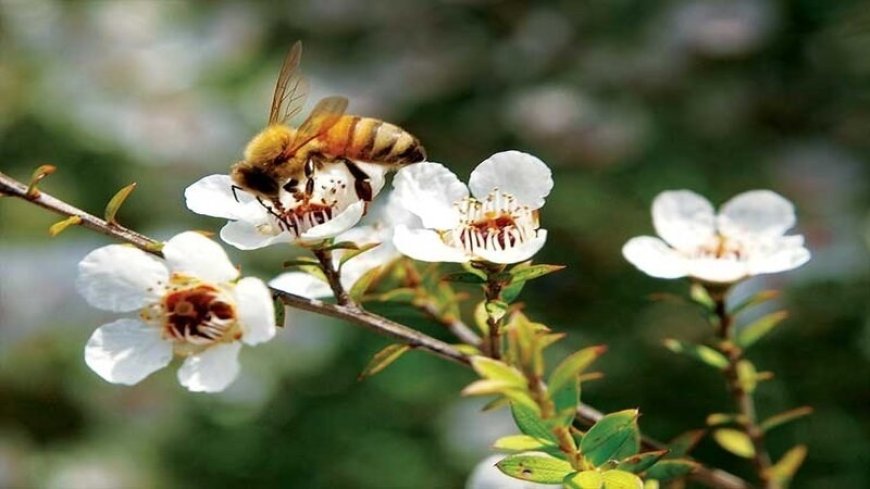 Mật Ong Manuka: Tiềm Năng Tự Nhiên Trong Điều Trị Ung Thư Vú