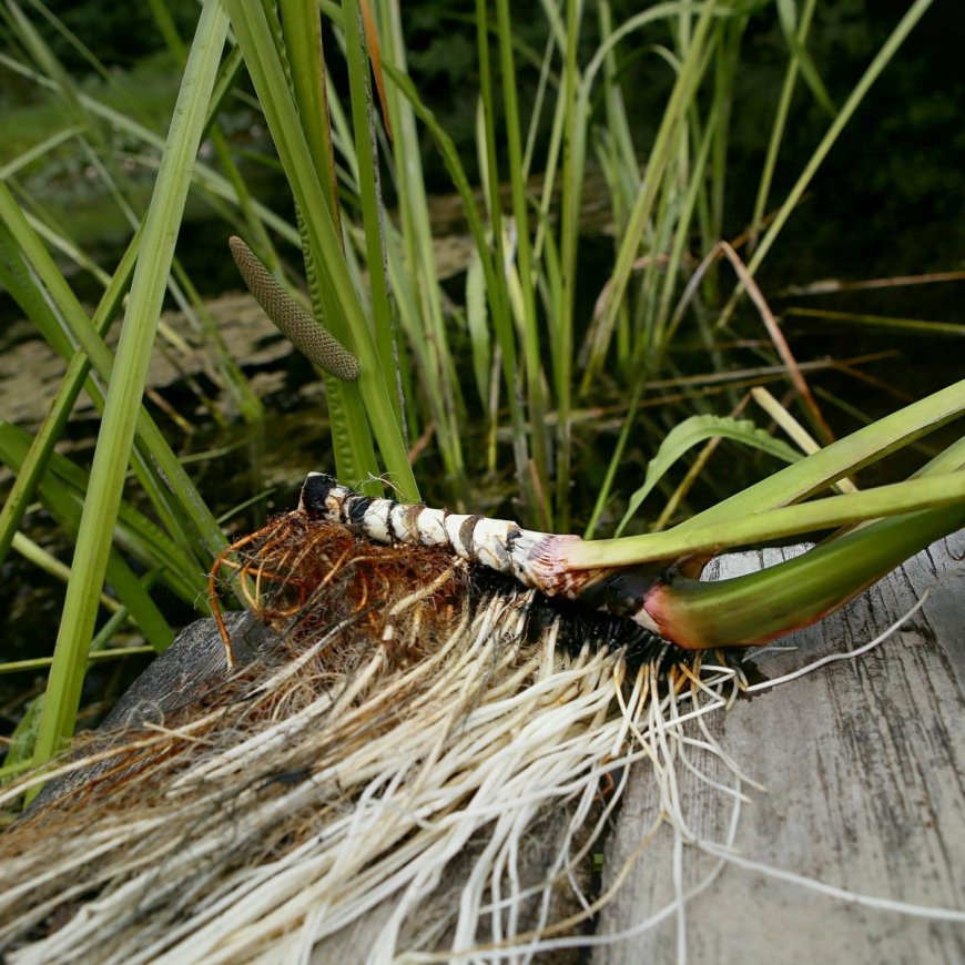 Nghiên Cứu Khoa Học Về Thạch Xương Bồ (Acorus gramineus)