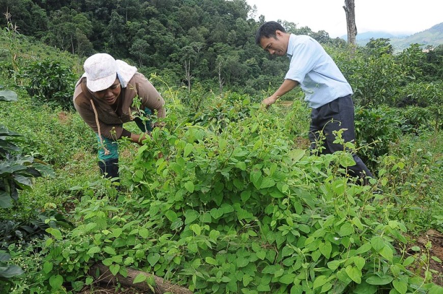 Các Loại Dược Liệu Quý Tại Việt Nam: Đặc Điểm và Giá Trị