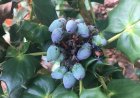 Hoàng Liên Ô Rô Lá Dày (Mahonia bealei) – Dược Liệu Quý Hiếm Cần Được Bảo Tồn