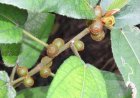 Đặc Điểm Hình Thái, Giải Phẫu Và Khả Năng Kháng Khuẩn Của Cây Vú Bò (Ficus simplicissima Lour)