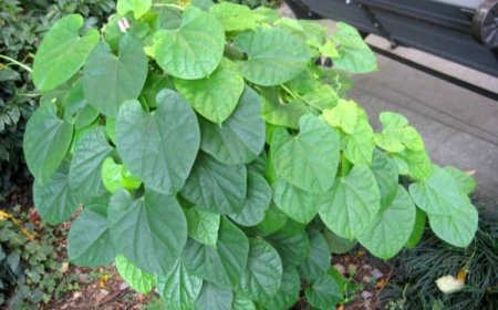 Cây Dây Đau Xương: Dược Liệu Quý Chữa Đau Nhức Gân Cốt Và Phong Thấp