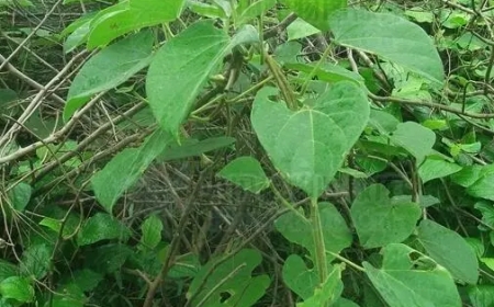 Cây Dây Đau Xương – Thảo Dược Quý Giúp Chữa Đau Nhức Gân Cốt Và Phong Thấp