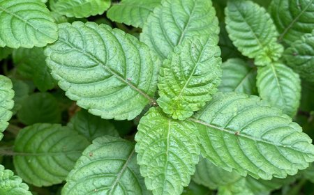 Cây Sương Sáo (Thạch Đen) - Platostoma palustre: Dược Liệu Từ Thiên Nhiên