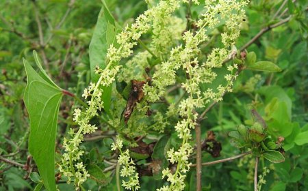 Cây Tỳ Giải (Dioscorea tokoro) - Dược Liệu Quý Trong Y Học Cổ Truyền