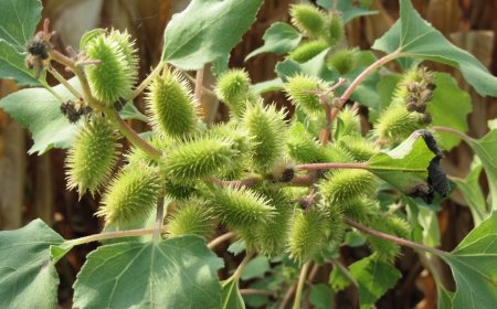 Tác Dụng Chống Tan Máu, Chống Oxy Hóa Và Peroxy Hóa Lipid Của Ké Đầu Ngựa: Nghiên Cứu Đột Phá Về Dược Liệu Thiên Nhiên