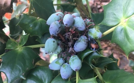 Hoàng Liên Ô Rô Lá Dày (Mahonia bealei) – Dược Liệu Quý Hiếm Cần Được Bảo Tồn