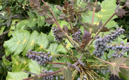 Hoàng Liên Ô Rô lá dày: Dược Liệu Quý Hiếm Với Nhiều Công Dụng Chữa Bệnh Hiệu Quả