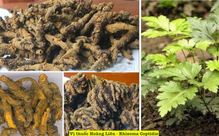 Hoàng Liên (Rhizoma Coptidis) – Dược Liệu Quý Trong Y Học Cổ Truyền