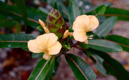 Cây Kim Vàng: Công Dụng Và Bài Thuốc Chữa Bệnh