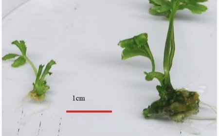 Nhà Khoa Học Việt Nhân Bản Giống Sâm Ngọc Linh Thể Đa Bội – Bước Đột Phá Trong Nghiên Cứu Dược Liệu