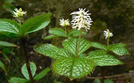 Kim Túc Lan, Sói Nhật – Thảo Dược Quý Với Tác Dụng Khư Thấp, Tán Hàn Và Hoạt Huyết