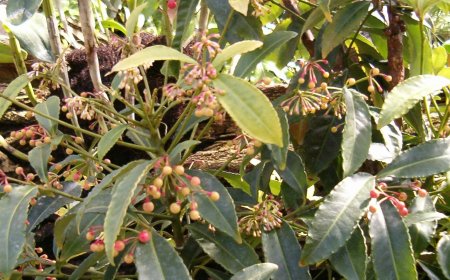 Cây Cơm Nguội Nhăn: Dược Liệu Quý Từ Thiên Nhiên Với Nhiều Công Dụng Chữa Bệnh