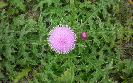 Cây Đại Kế – Dược Liệu Quý với Nhiều Công Dụng Chữa Bệnh Hiệu Quả