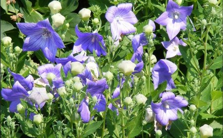 Kỹ Thuật Trồng Cây Dược Liệu Cát Cánh Đạt Chuẩn GACP-WHO: Hướng Dẫn Chi Tiết Từ A-Z