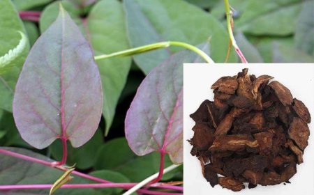 Kỹ Thuật Trồng Cây Dược Liệu Hà Thủ Ô Đạt GACP-WHO