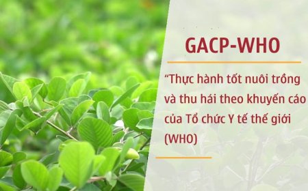 Tổng Quan Về Hướng Dẫn Thực Hành Tốt Nuôi Trồng Và Thu Hái Dược Liệu (GACP-WHO)
