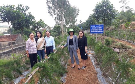 Mô Hình Trồng Và Sơ Chế Dược Liệu Thiên Môn Đông Theo Tiêu Chuẩn GACP-WHO