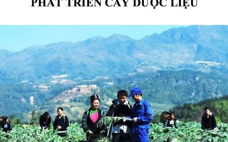 Giới Thiệu Chi Tiết Về Đề Án Phát Triển Cây Dược Liệu