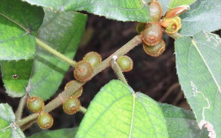 Đặc Điểm Hình Thái, Giải Phẫu Và Khả Năng Kháng Khuẩn Của Cây Vú Bò (Ficus simplicissima Lour)