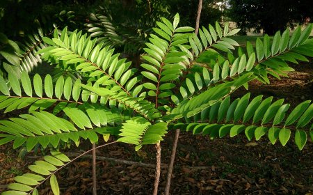 Cây Bách Bệnh – 'Vua Dược Liệu' Với Nhiều Công Dụng Tuyệt Vời