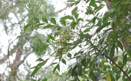 Muồng Truổng (Ưng Bất Bạt) - Dược Liệu Quý Từ Tự Nhiên