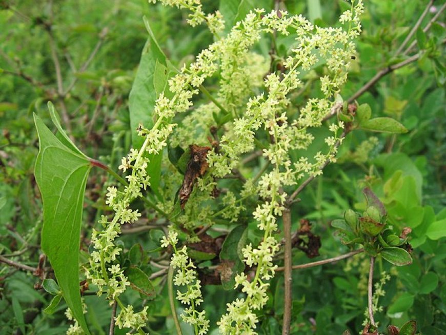 Cây Tỳ Giải (Dioscorea tokoro) - Dược Liệu Quý Trong Y Học Cổ Truyền