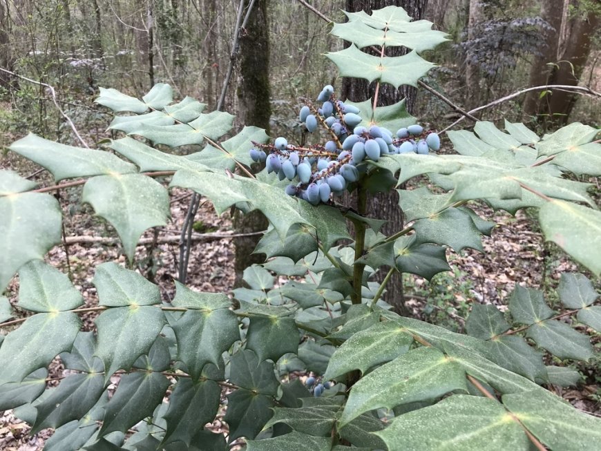 Hoàng Liên Ô Rô Lá Dày (Mahonia bealei) – Dược Liệu Quý Hiếm Cần Được Bảo Tồn