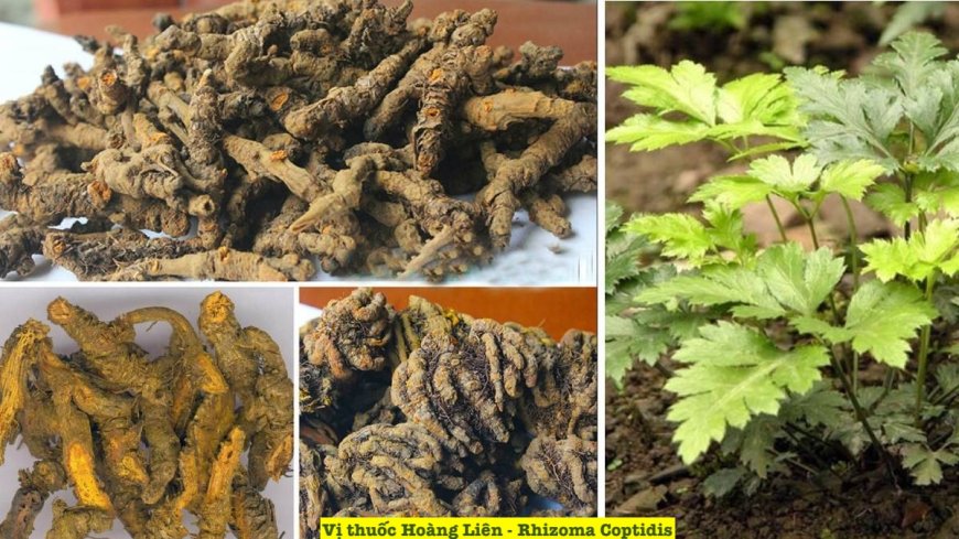 Hoàng Liên (Rhizoma Coptidis) – Dược Liệu Quý Trong Y Học Cổ Truyền