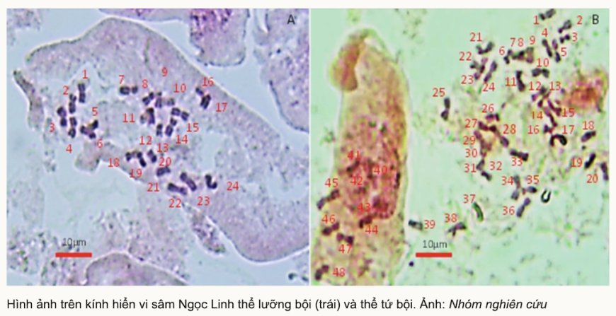 Nhà Khoa Học Việt Nhân Bản Giống Sâm Ngọc Linh Thể Đa Bội – Bước Đột Phá Trong Nghiên Cứu Dược Liệu