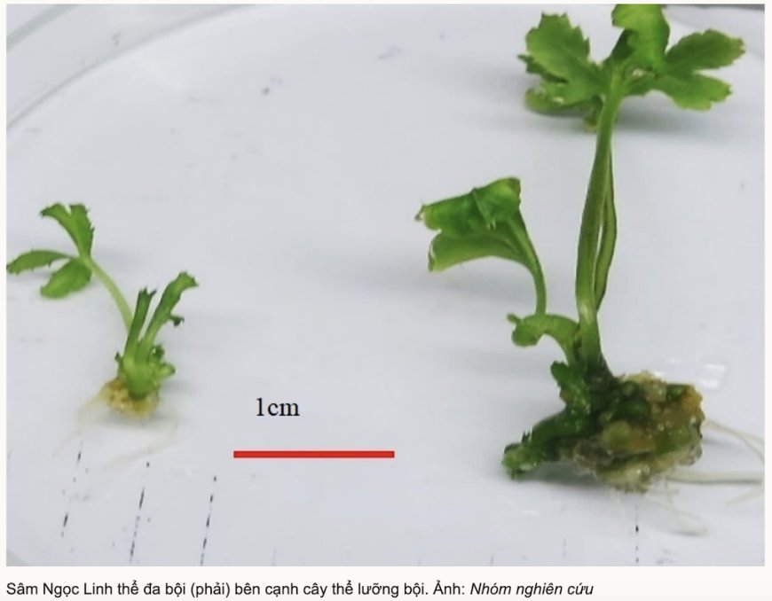 Nhà Khoa Học Việt Nhân Bản Giống Sâm Ngọc Linh Thể Đa Bội – Bước Đột Phá Trong Nghiên Cứu Dược Liệu