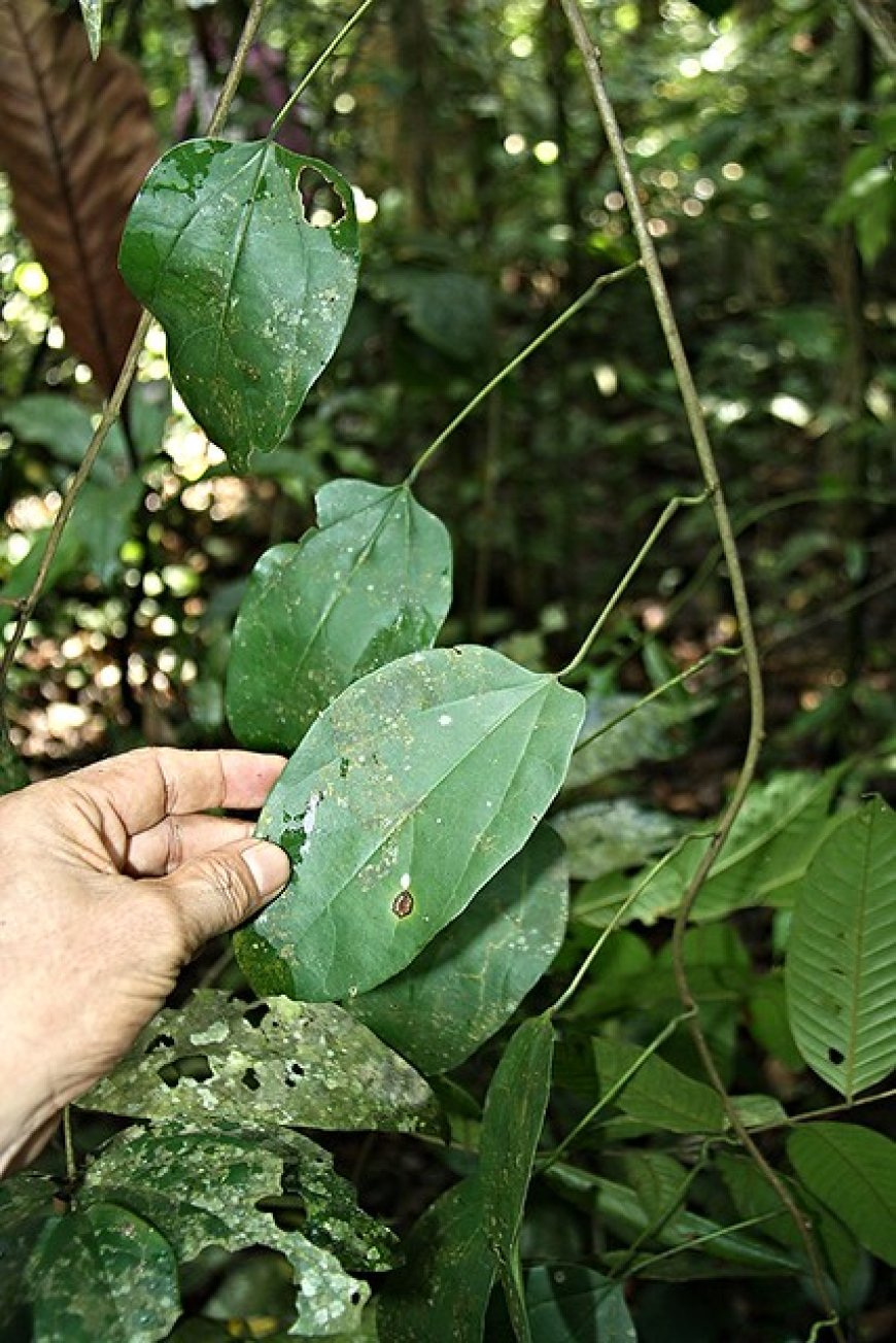 Hoàng đằng