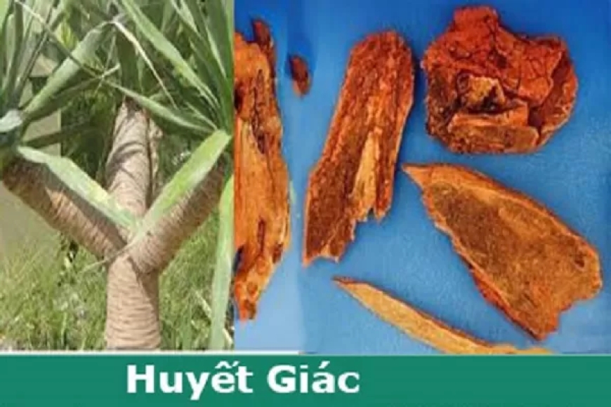 Huyết giác