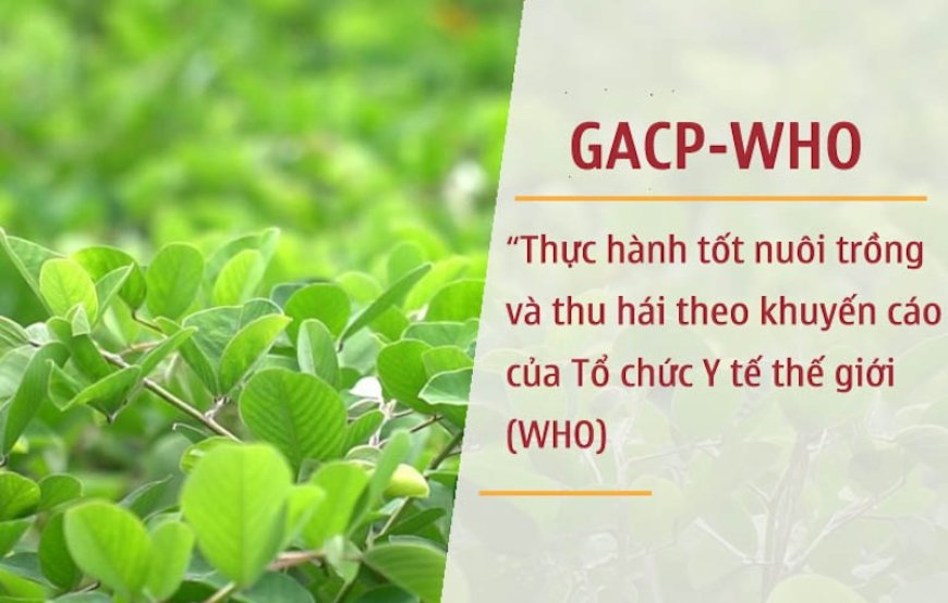 Tổng Quan Về Hướng Dẫn Thực Hành Tốt Nuôi Trồng Và Thu Hái Dược Liệu (GACP-WHO)