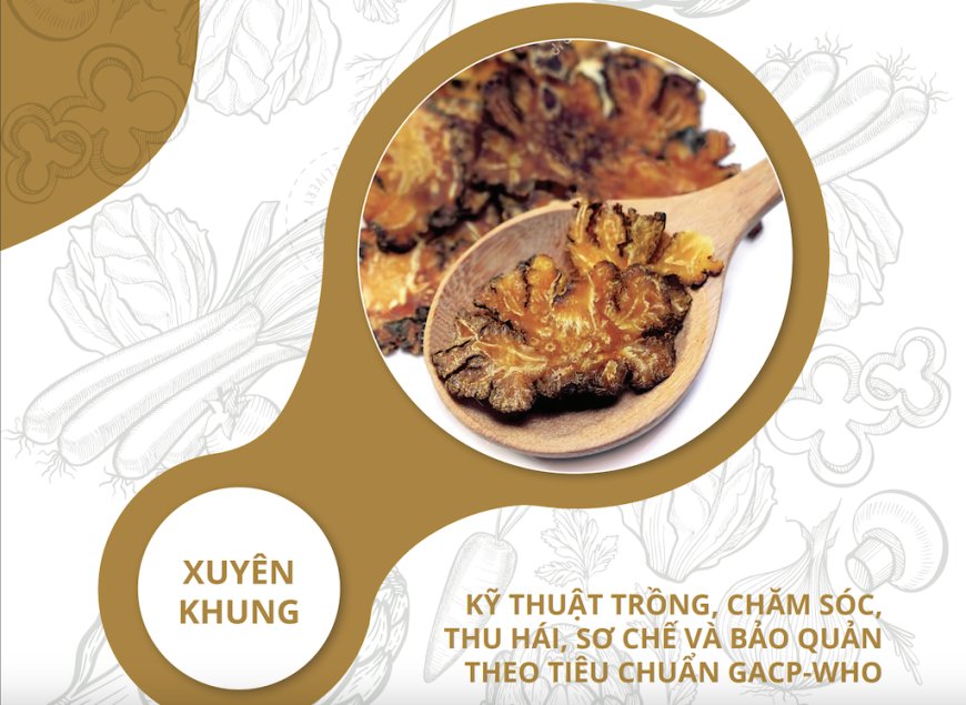 Kỹ Thuật Trồng, Chăm Sóc, Thu Hái, Sơ Chế Và Bảo Quản Xuyên Khung Theo Tiêu Chuẩn GACP-WHO