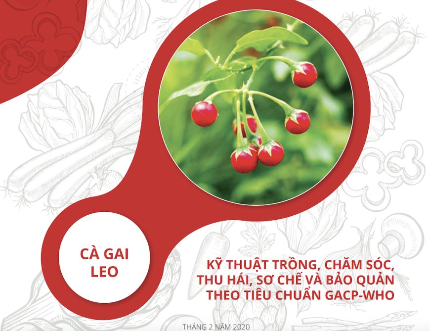 Kỹ Thuật Trồng, Chăm Sóc, Thu Hái, Sơ Chế Và Bảo Quản Cà Gai Leo Theo Tiêu Chuẩn GACP-WHO