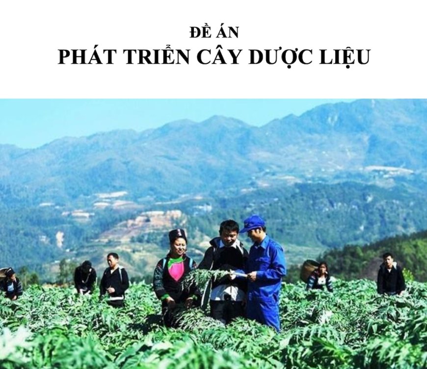 Giới Thiệu Chi Tiết Về Đề Án Phát Triển Cây Dược Liệu