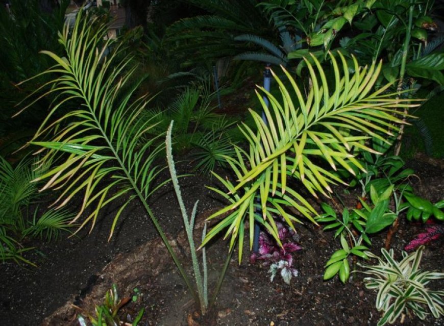 Tuế lá xẻ (Cycas micholitzii)