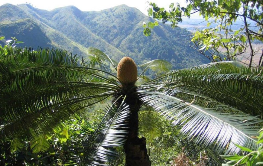 Tuế lược (Cycas pectinata)