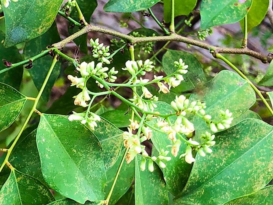 Trắc (Dalbergia cochinchinensis)