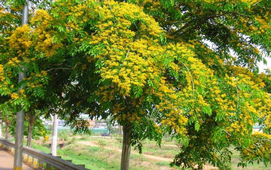 Dáng hương (Pterocarpus macrocarpus)